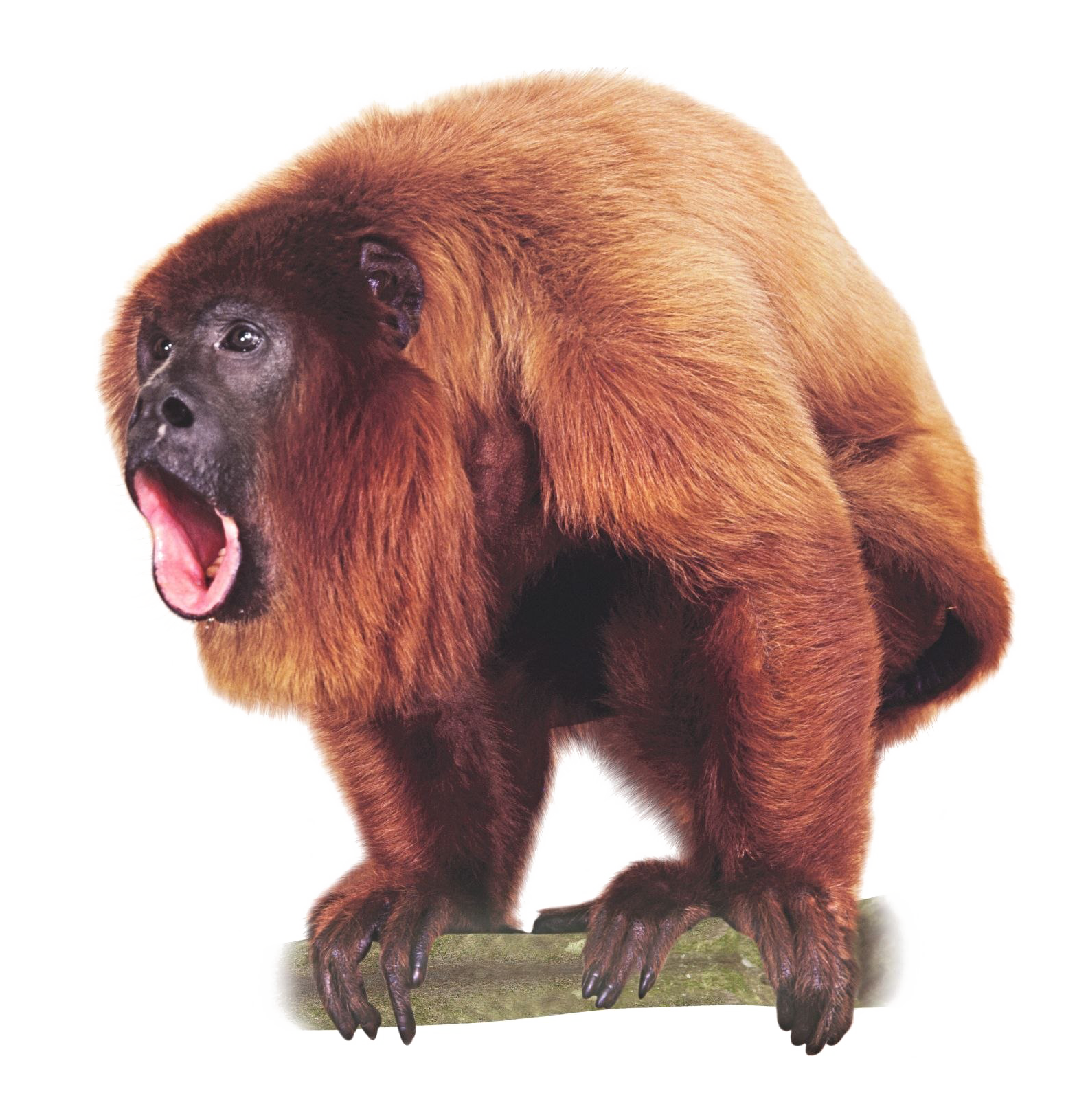 Huge Monkey PNG Image in High Definition Transparent pngteam.com