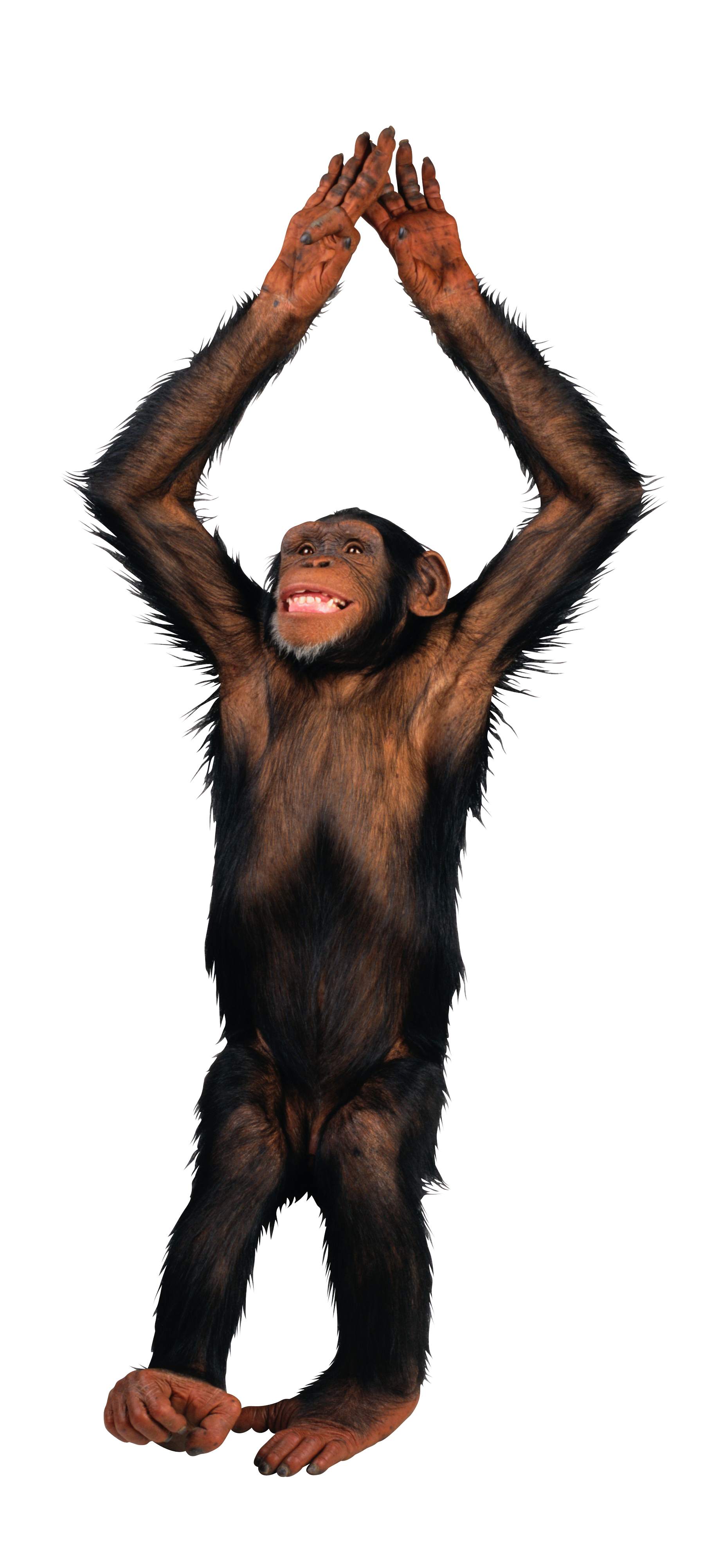 Real Monkey Happy PNG Image in Transparent pngteam.com