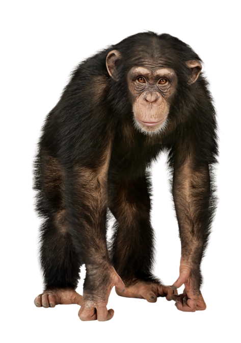 Monkey PNG HD Images Transparent pngteam.com