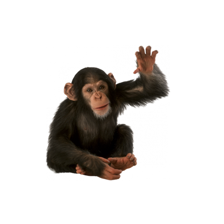 Black Monkey PNG Photo Transparent pngteam.com