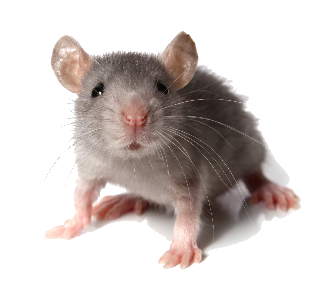 Mouse Animal PNG Picture pngteam.com