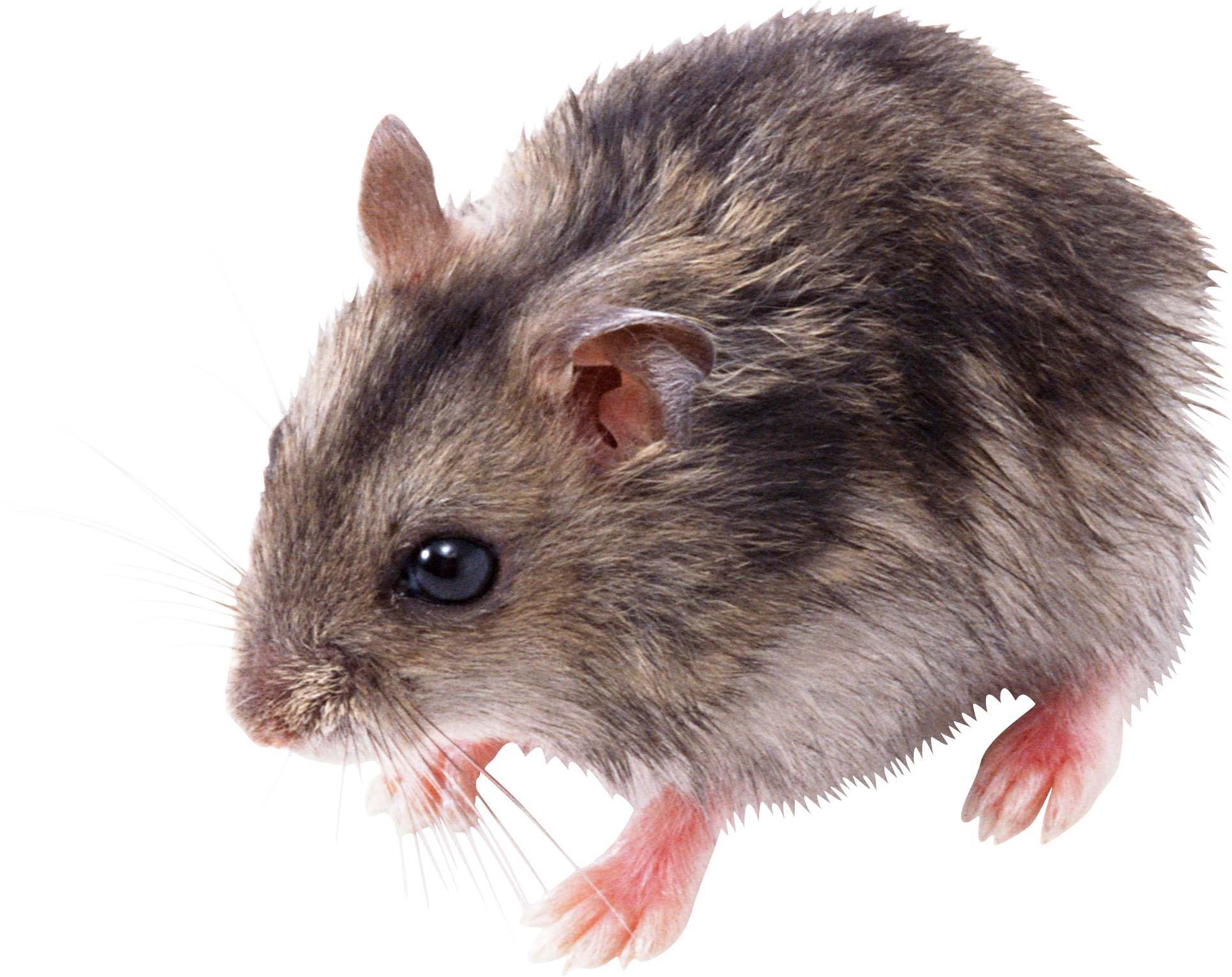 Mouse Animal PNG Photo pngteam.com