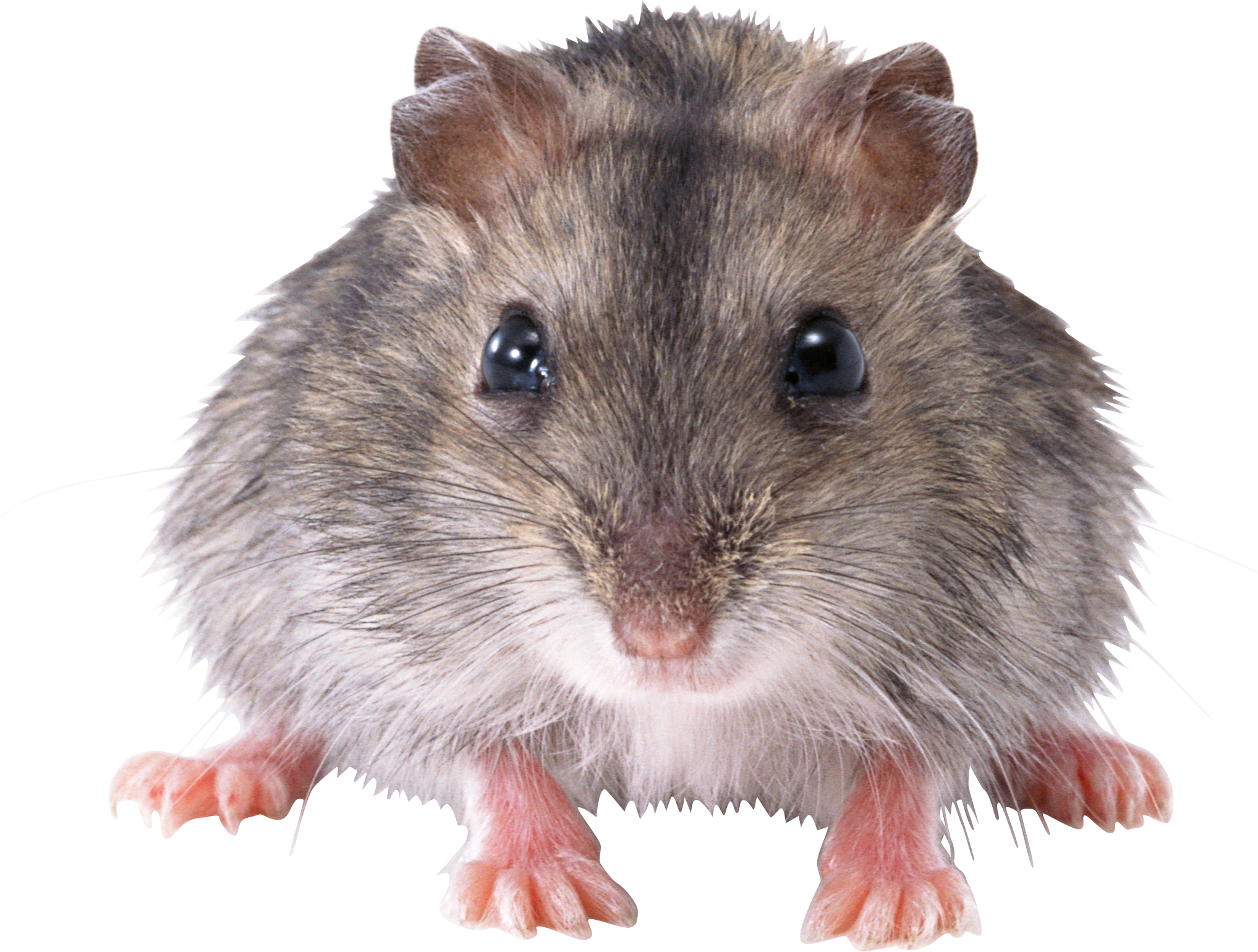 Mouse Animal PNG Best Image pngteam.com