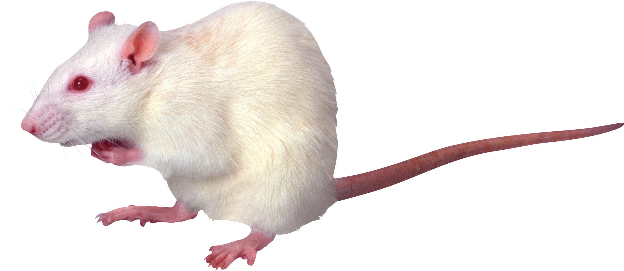 Mouse Animal PNG HD File pngteam.com