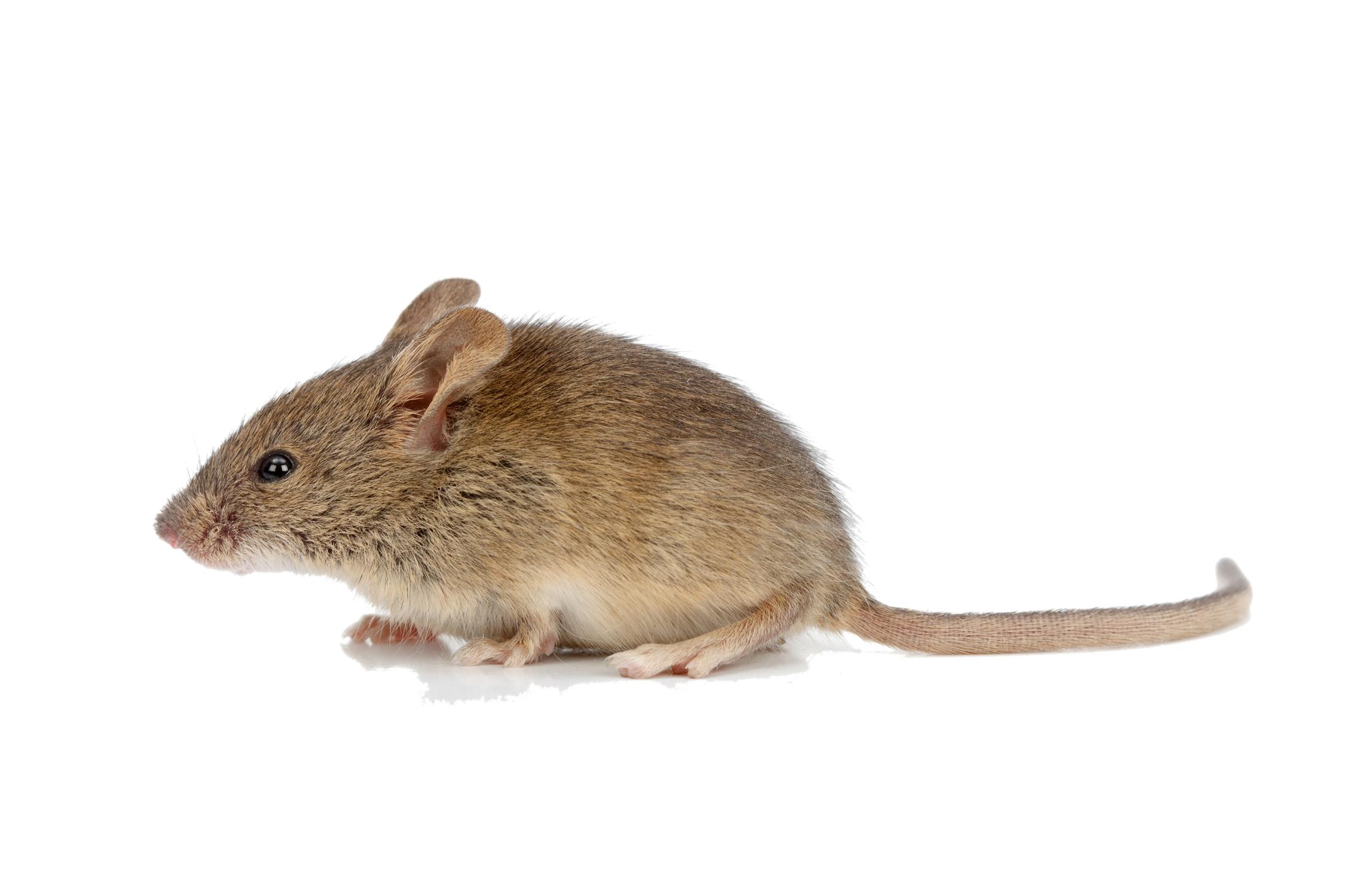 Mouse Animal PNG HQ pngteam.com