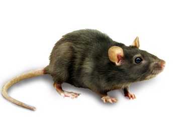 Mouse Animal PNG HQ Image pngteam.com