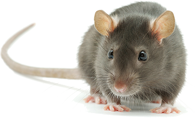 Mouse Animal PNG Image in Transparent pngteam.com