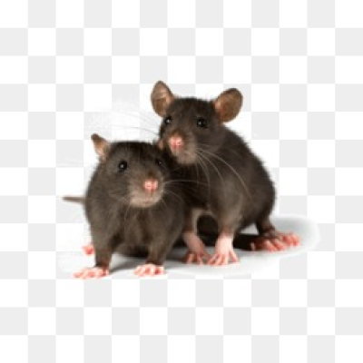 Mouse Animal PNG Transparent pngteam.com