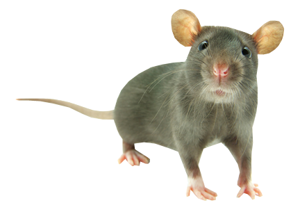 Mouse Animal PNG HD pngteam.com