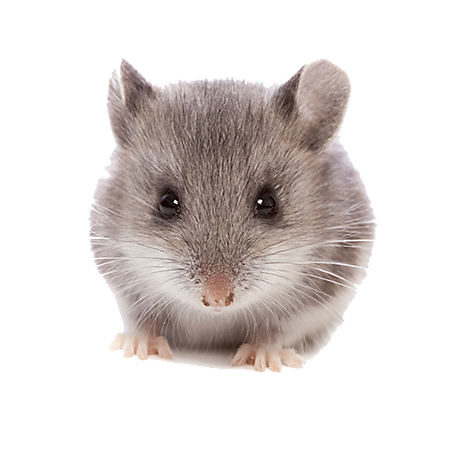 Mouse Animal PNG pngteam.com