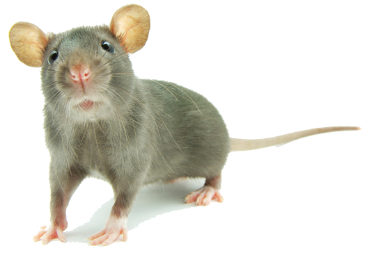 Mouse Animal PNG