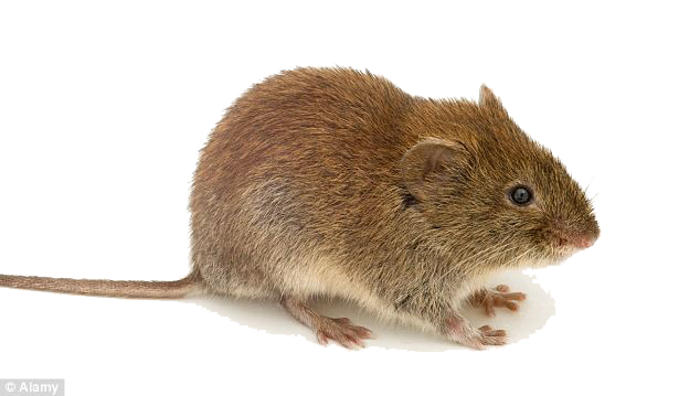 Mouse Animal PNG Photo pngteam.com