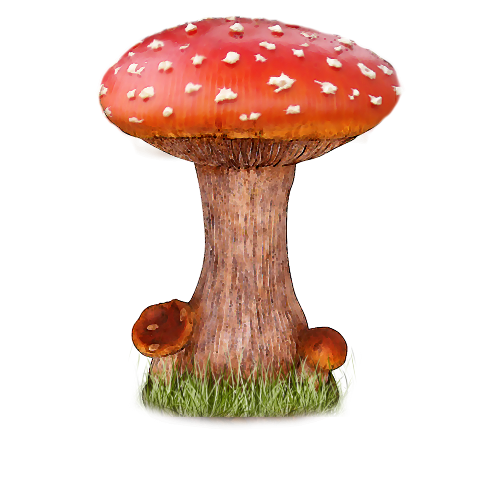 Mushroom PNG HD and Transparent pngteam.com