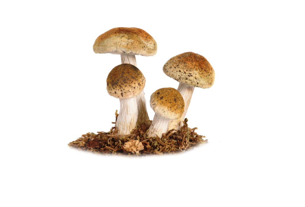 Mushroom PNG Photo pngteam.com