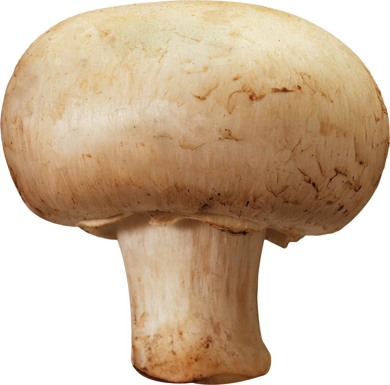 Mushroom PNG Image in High Definition pngteam.com