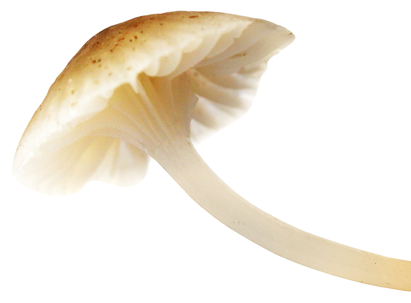 Mushroom PNG Best Image pngteam.com