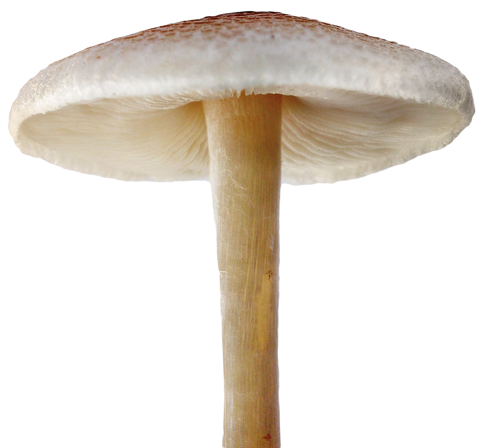 Mushroom PNG HD and Transparent pngteam.com