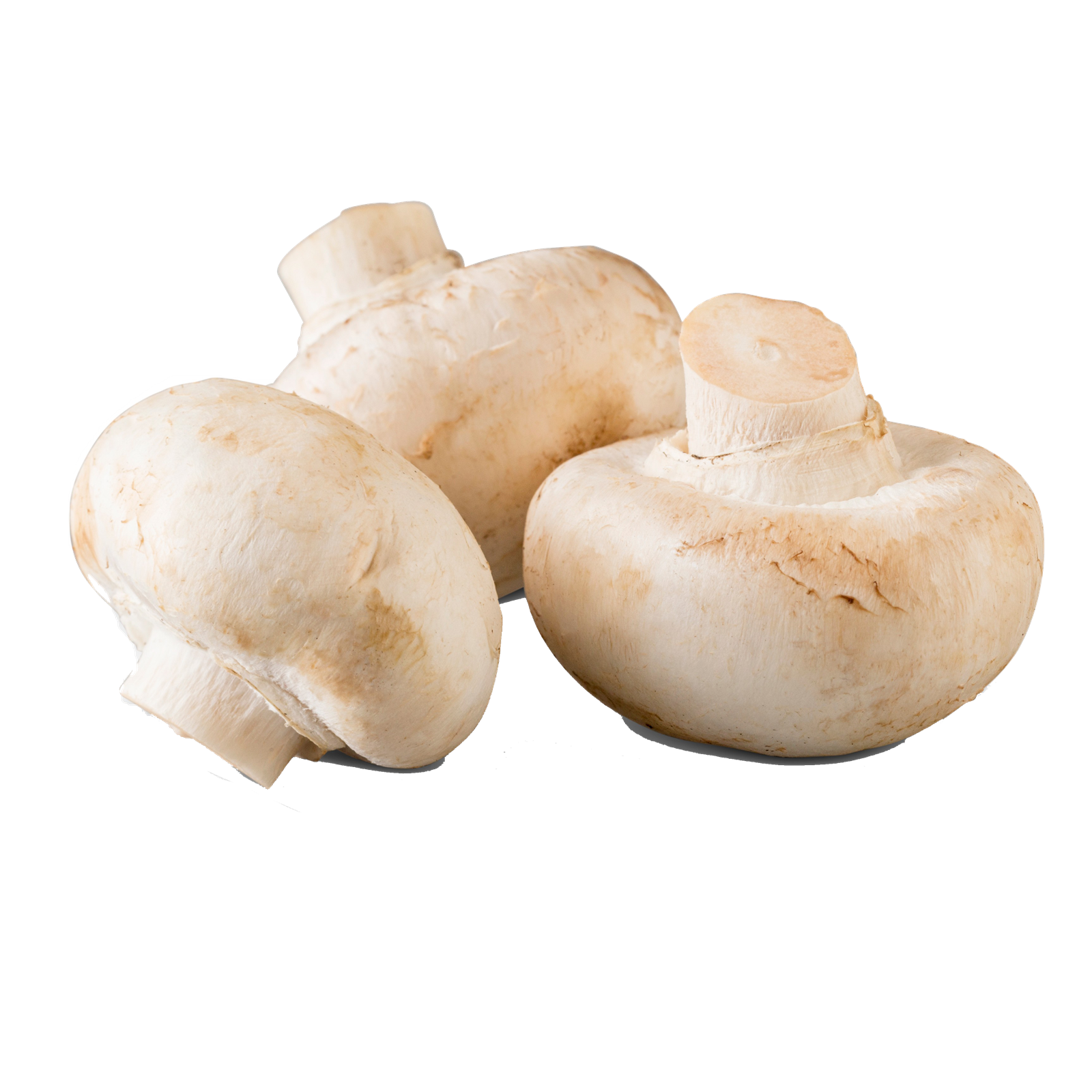 Mushroom PNG HD Image pngteam.com