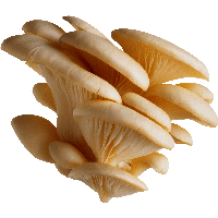 Mushroom PNG Image in Transparent pngteam.com