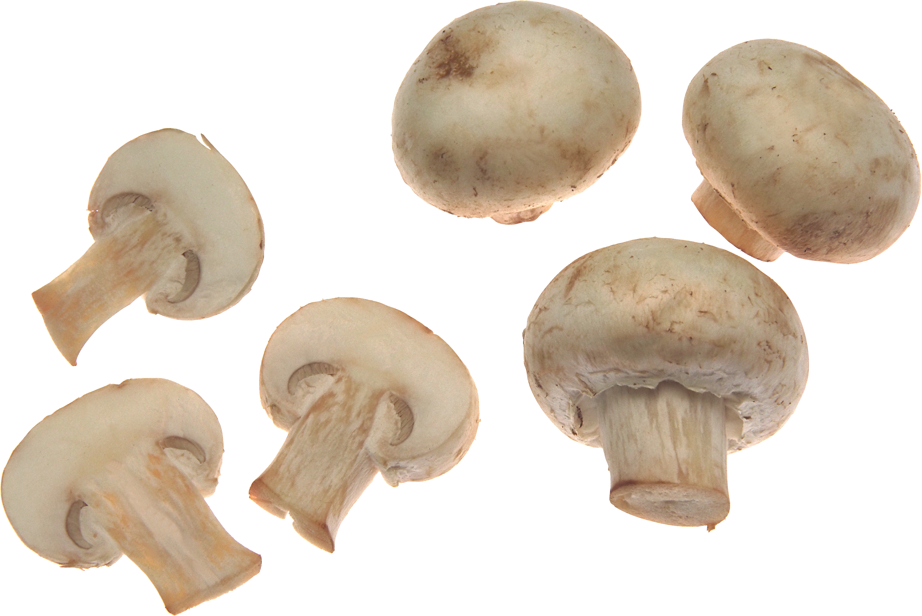 Mushroom PNG Transparent pngteam.com