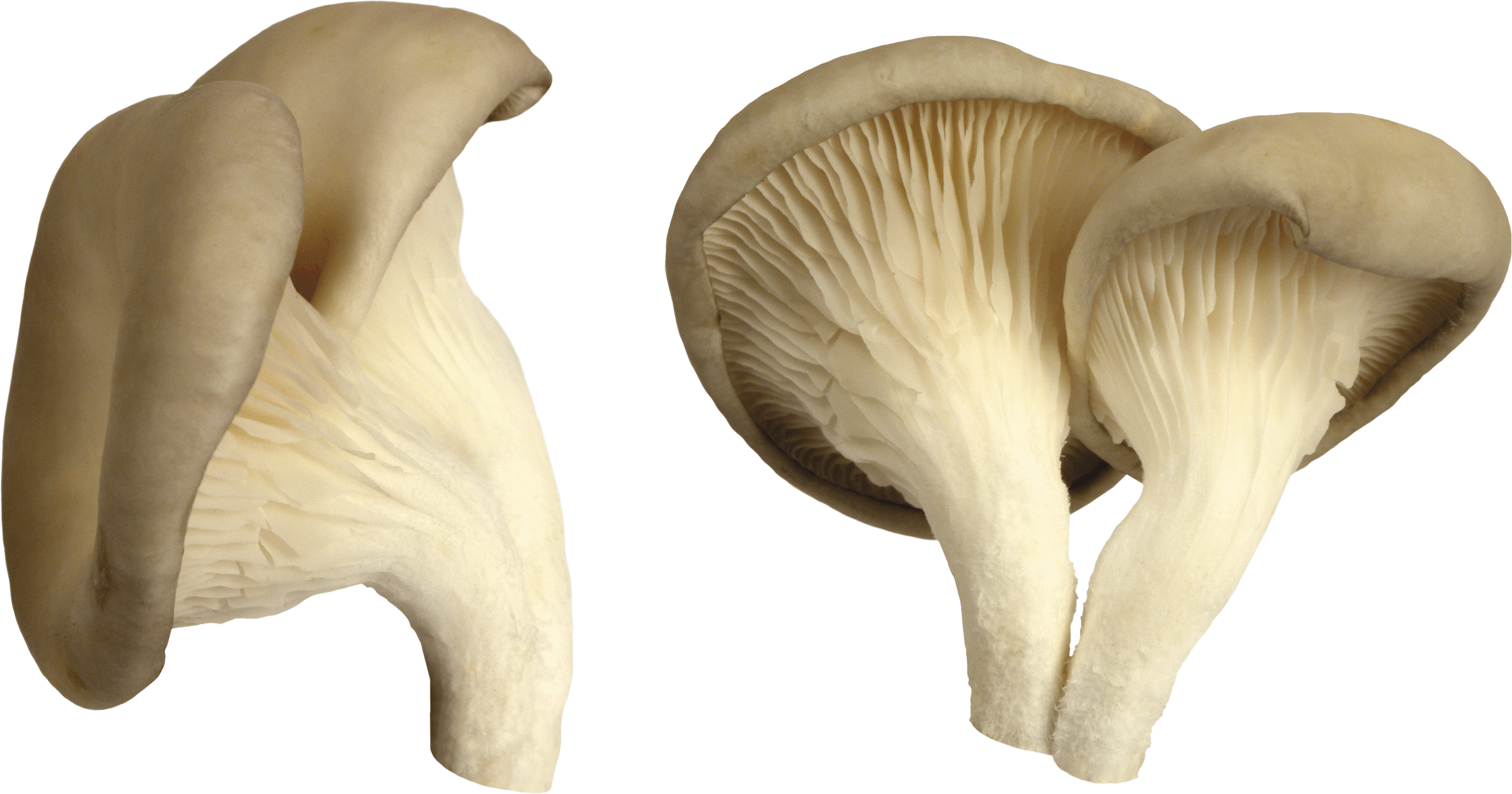 Mushroom PNG HD Images pngteam.com