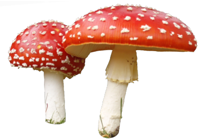 Mushroom PNG File pngteam.com