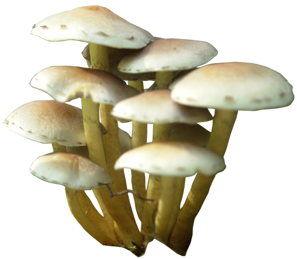 Mushroom PNG Transparent pngteam.com