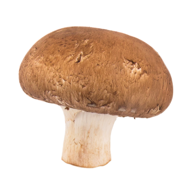 Mushroom PNG File pngteam.com