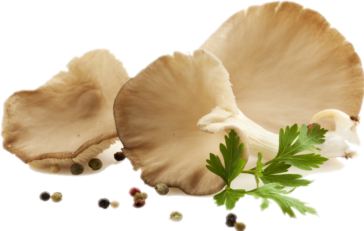 Mushroom PNG HD File pngteam.com