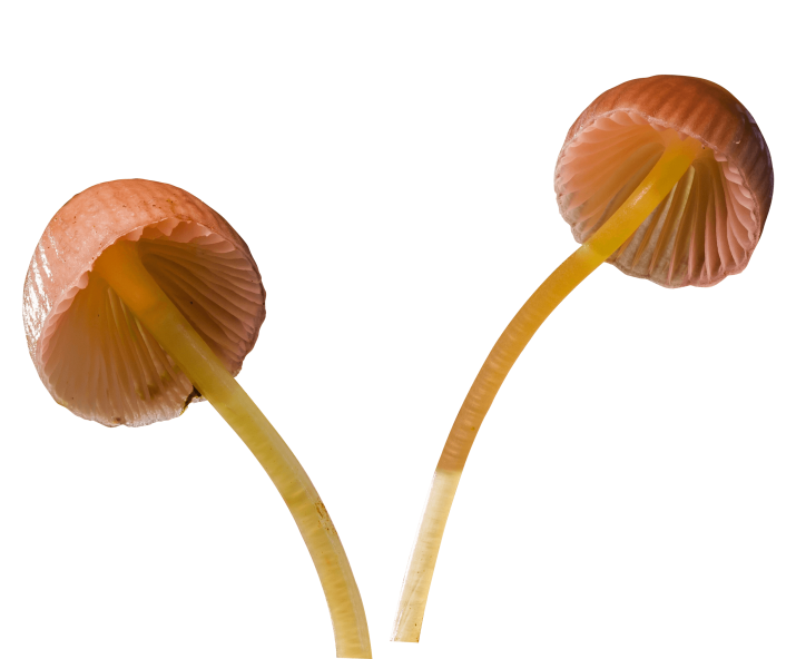 Mushroom PNG HD pngteam.com