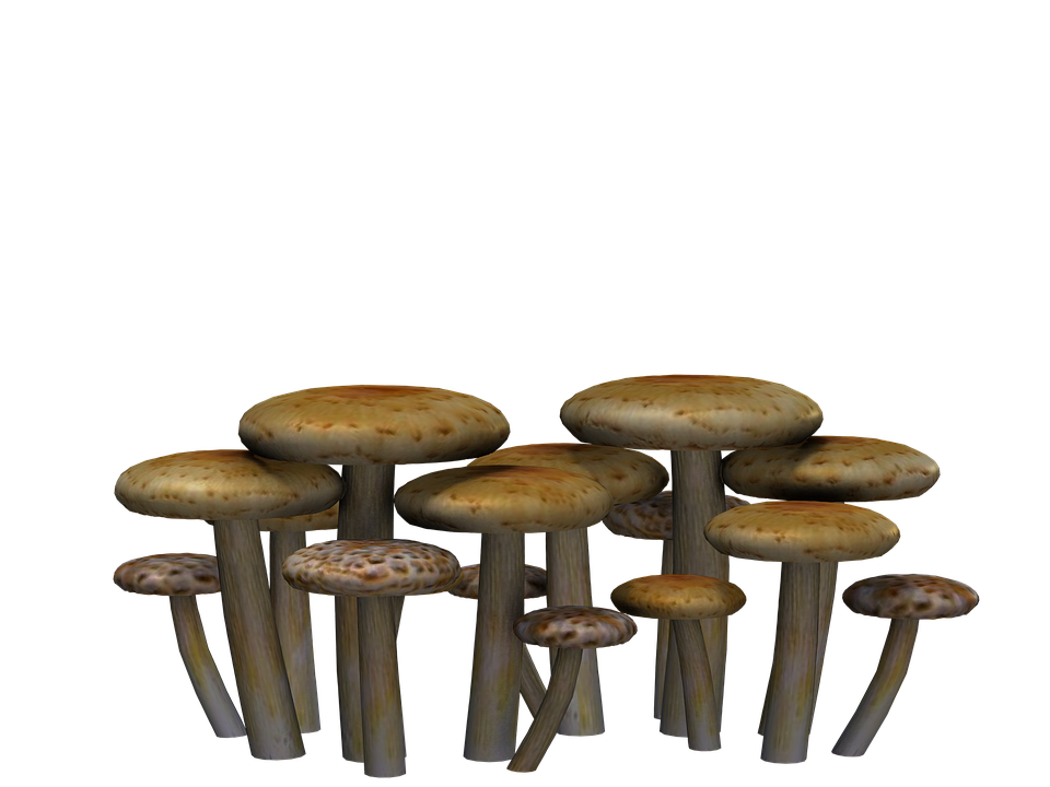 Mushroom PNG HD Image pngteam.com