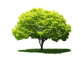 Nature Tree PNG Transparent - Nature Png