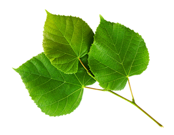 Nature Icon Leaves PNG HD - Nature Png