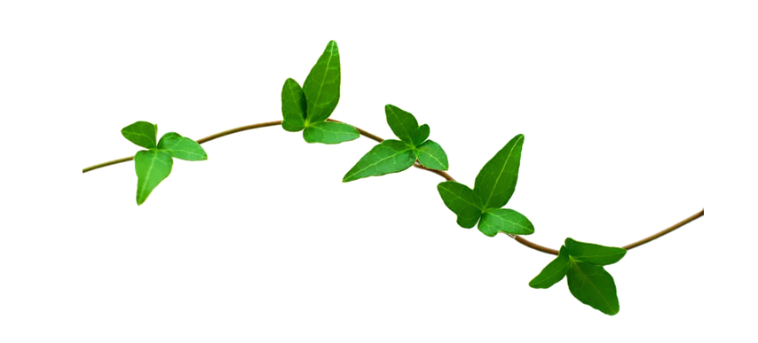 Nature PNG Picture