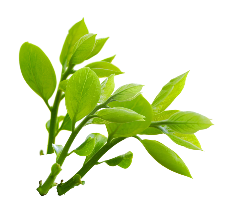 Leaves Nature PNG HD - Nature Png