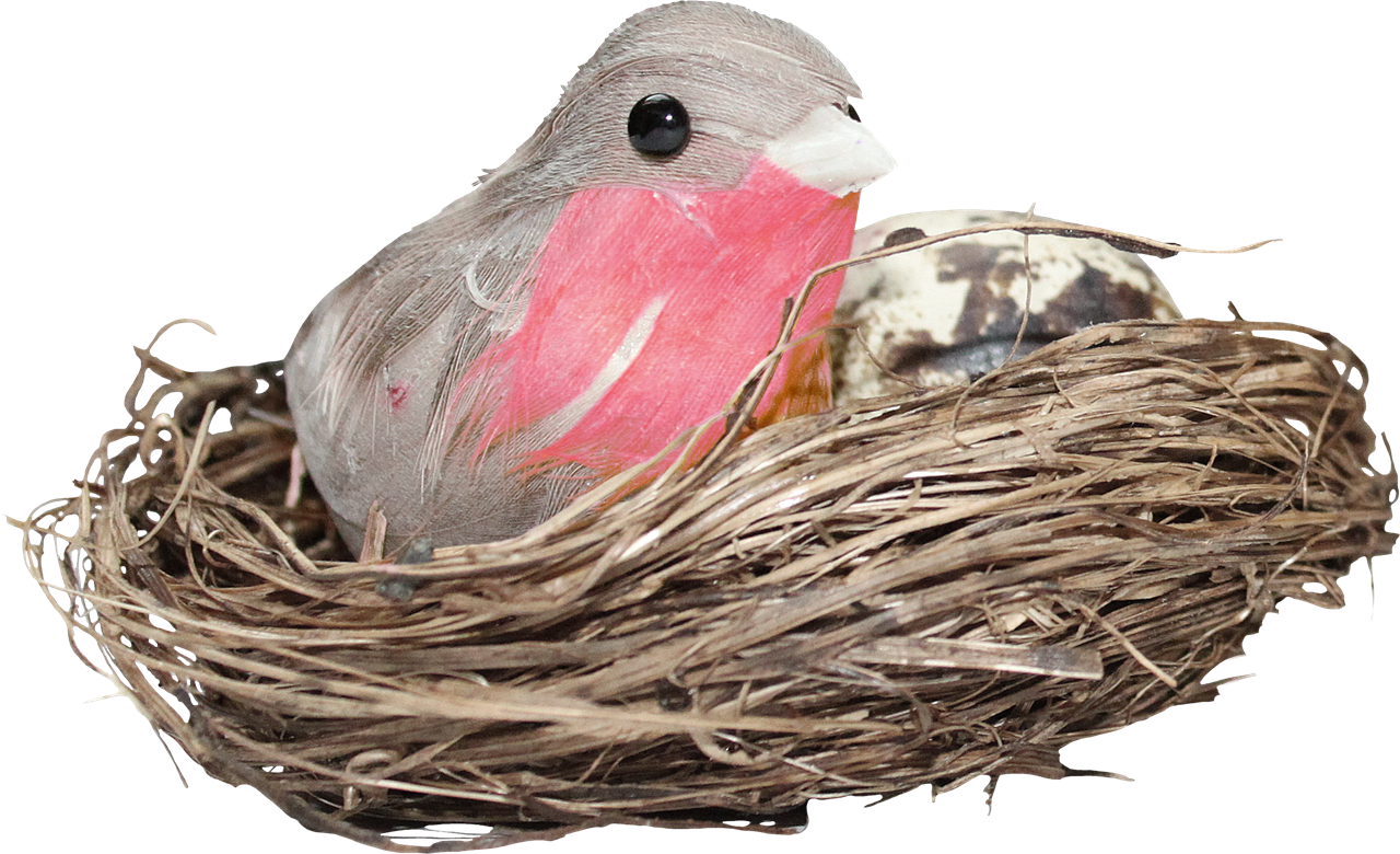 Nest PNG High Definition Photo Image