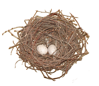 Nest PNG Photo pngteam.com