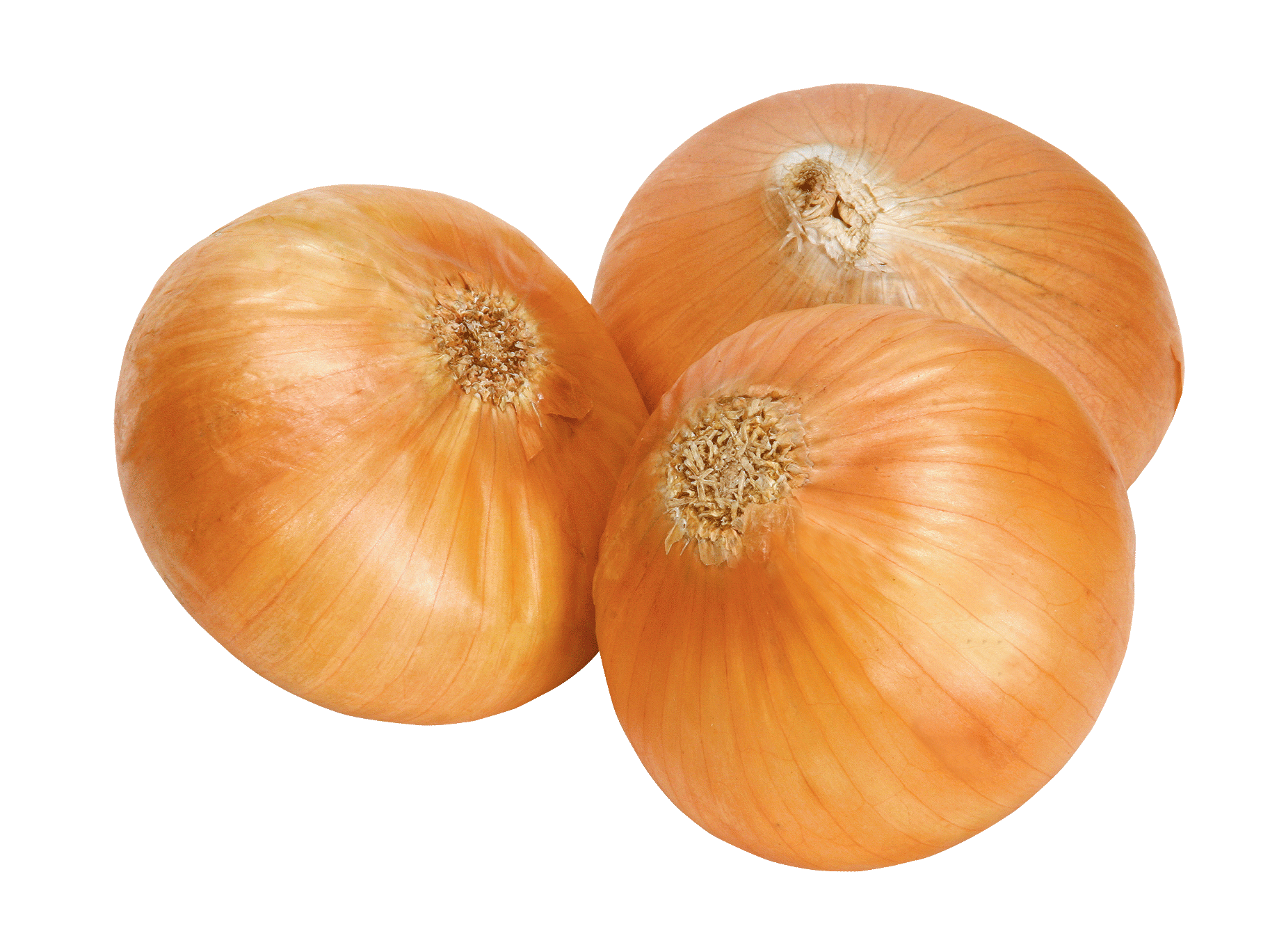 Orange Onions PNG Picture pngteam.com