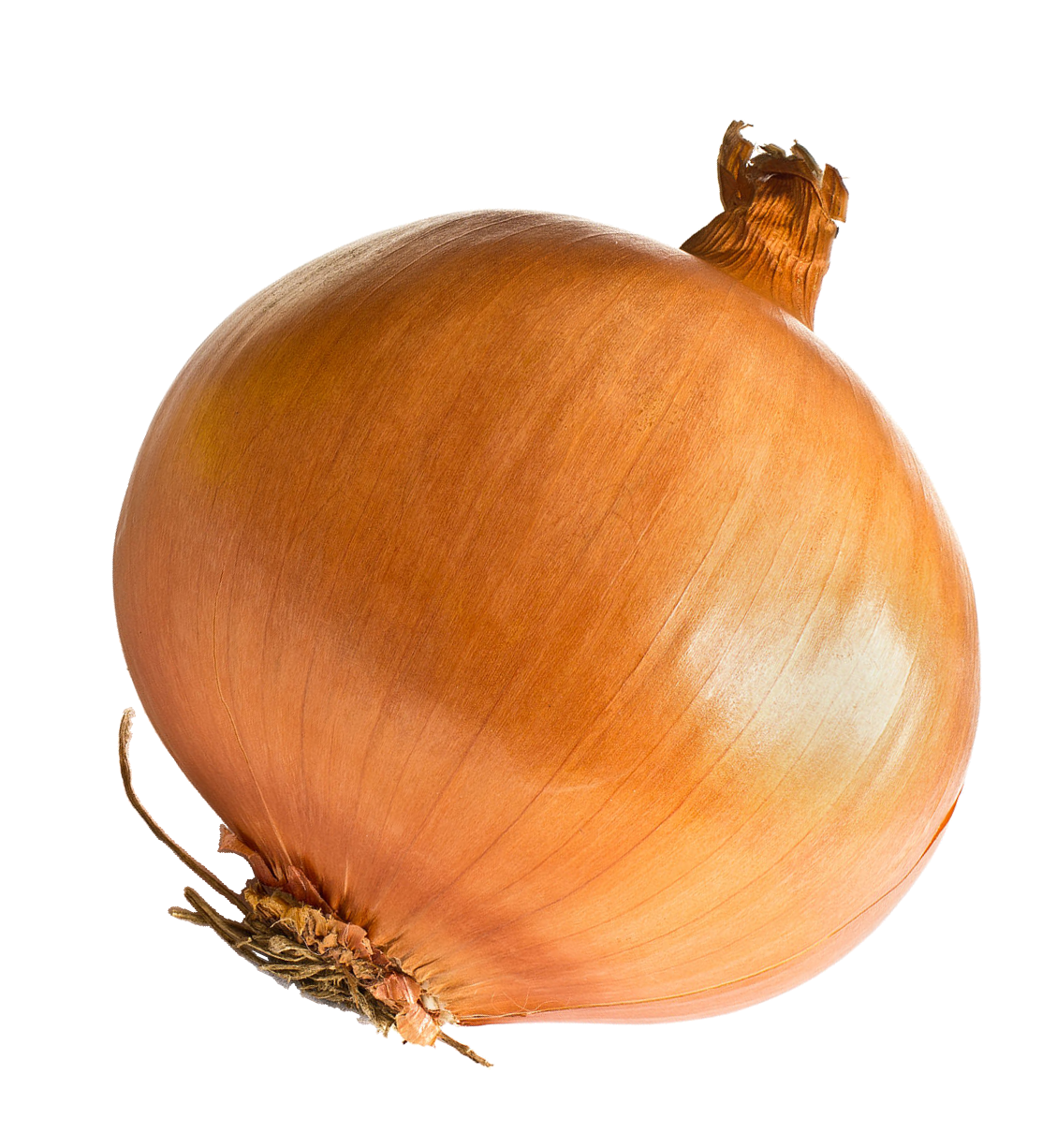 Orange Onion PNG HD 