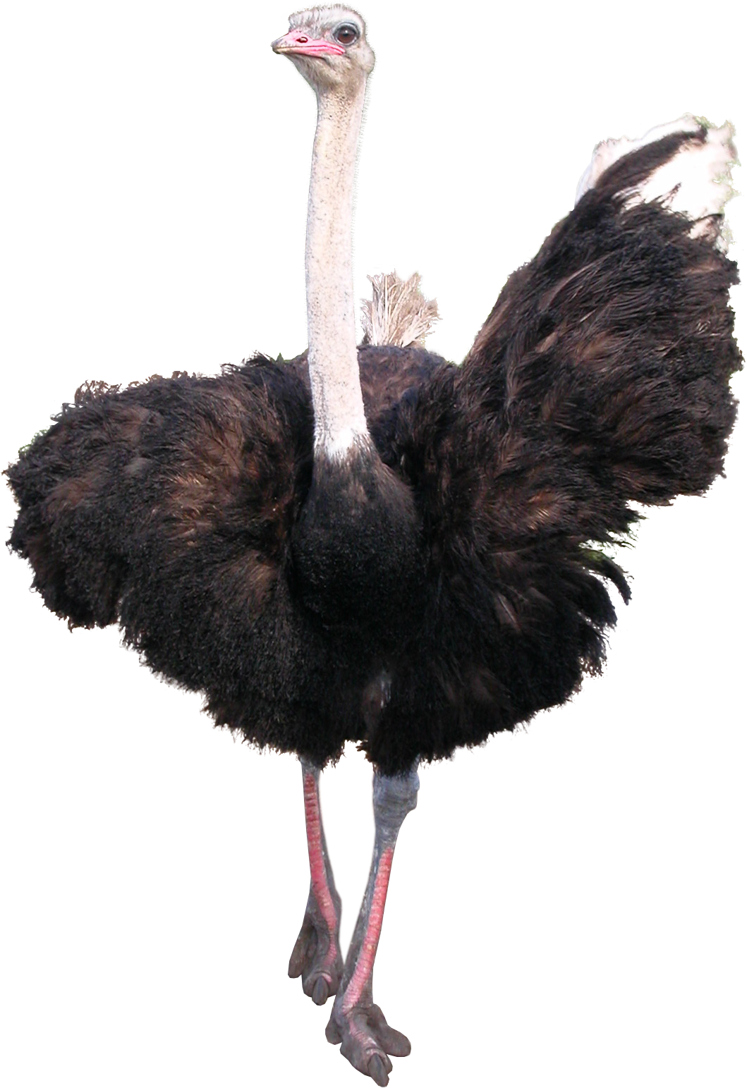 Ostrich PNG Image in Transparent pngteam.com
