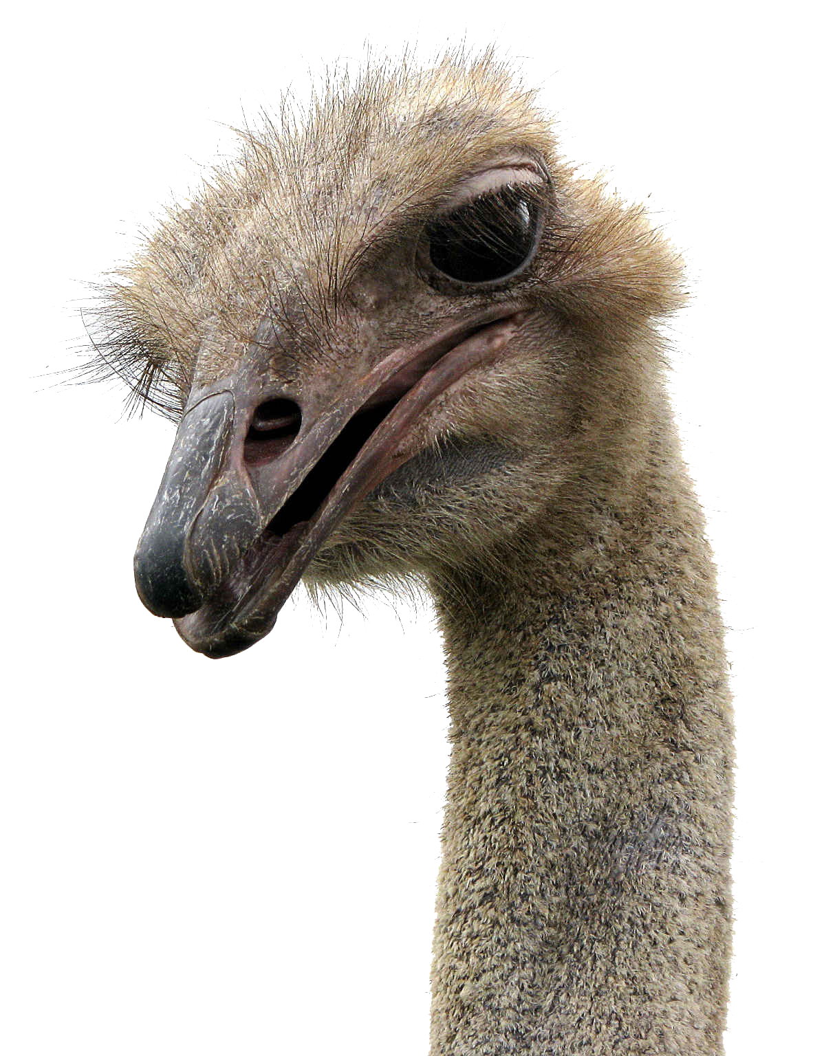 Ostrich PNG Images pngteam.com