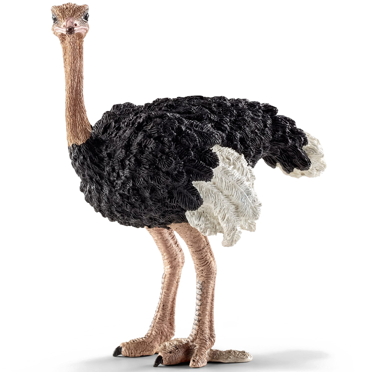 Ostrich PNG File pngteam.com