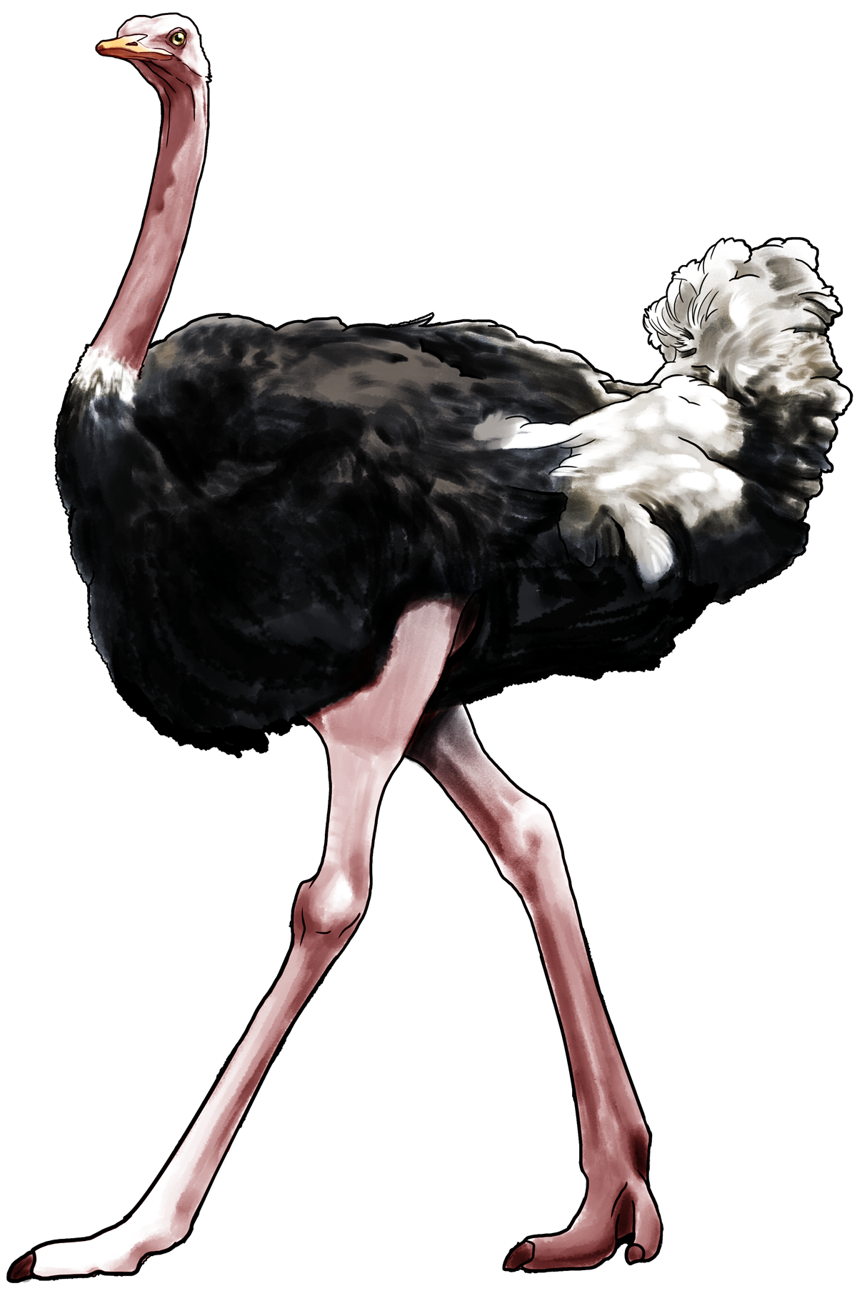 Ostrich PNG Image in Transparent pngteam.com