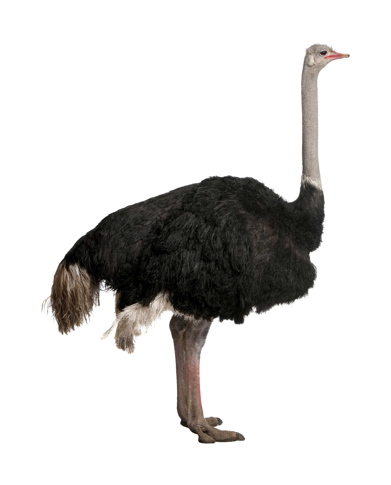 Ostrich PNG