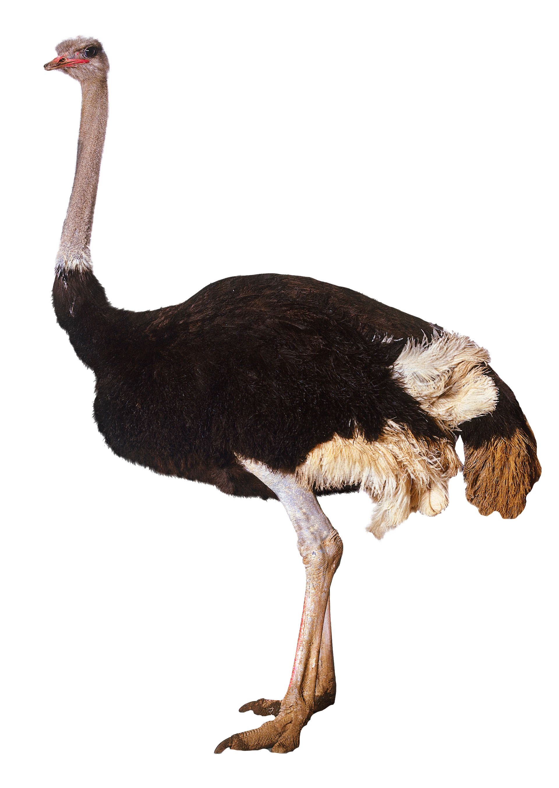 Ostrich PNG HD and HQ Image pngteam.com