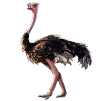 Ostrich PNG HD and HQ Image pngteam.com