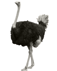 Ostrich PNG Transparent pngteam.com