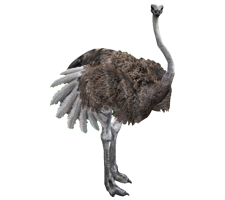 Ostrich PNG HD Image pngteam.com