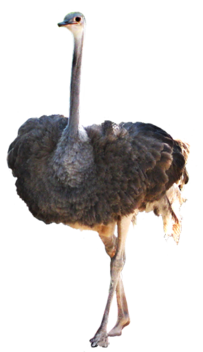 Ostrich PNG Picture pngteam.com