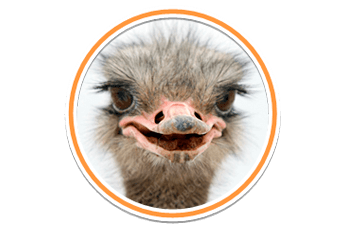 Ostrich PNG Images pngteam.com